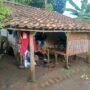 Menggugah Nurani, Jeritan Rumah Tak Layak Huni di Rancabungur Menanti Uluran Tangan Pemerintah